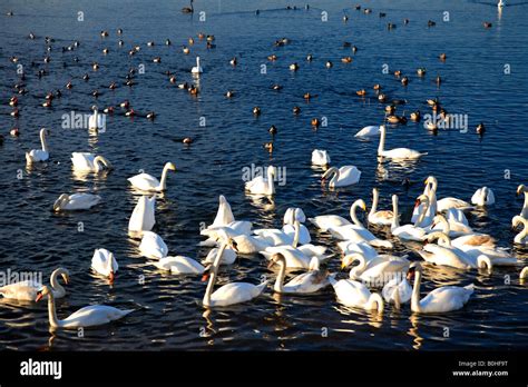 Bewick swan migration hi-res stock photography and images - Alamy