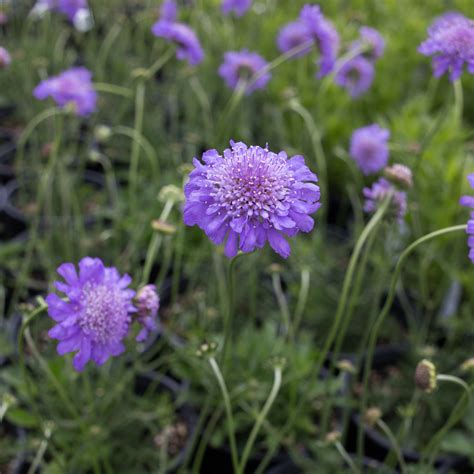 Butterfly Blue Pincushion Flower for Sale Online - The Greenhouse