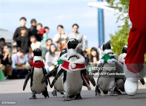 177 Penguin Parade Stock Photos, High-Res Pictures, and Images - Getty ...