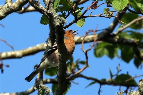 Glendalough - Birdwatching Ireland