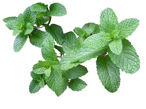 Mint scent inhibits the growth of weeds