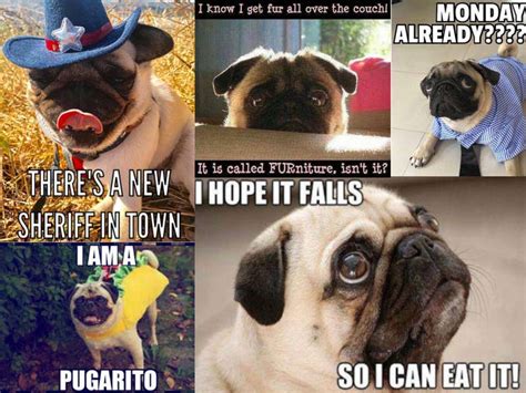 16 of the Greatest Pug Memes on the Internet – American Kennel Club