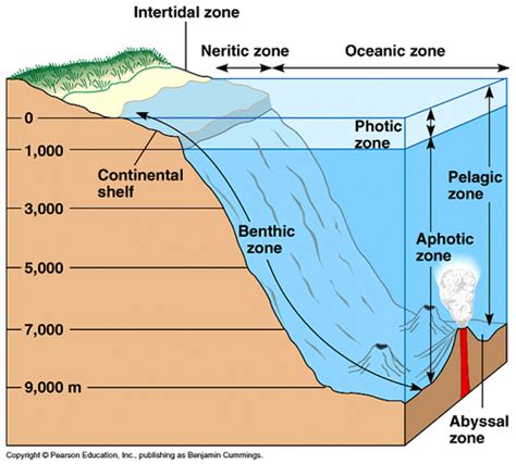 Zones in the oceans - Joseph Solis Marine Science