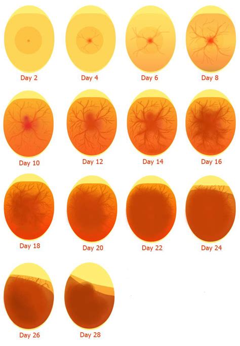 How to Incubate Turkey Eggs - Hincubate