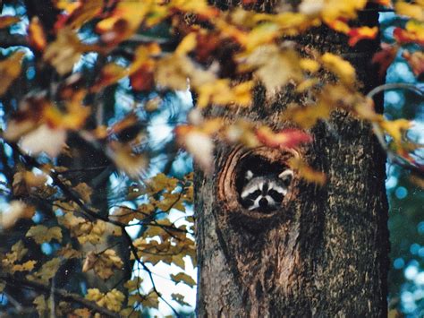 Leaf Peeping - New England