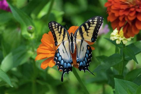 Swallowtail In Bloom Photograph by Terri Waselchuk - Fine Art America