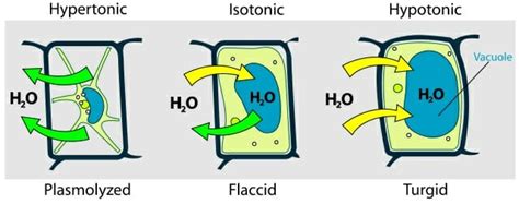 Cytolysis - Definition, Types and Function | Biology Dictionary