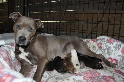 Rescued Pit Bull Becomes A Foster Mom To 16 Puppies – And All Need ...