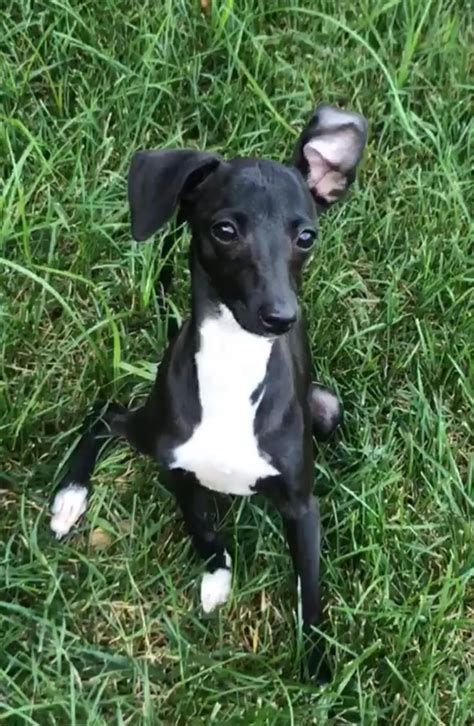 Italian Greyhound Puppies For Sale | Voorhees Township, NJ #305439