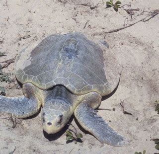 Endangered species: Kemp's Ridley sea turtle | Biluxi