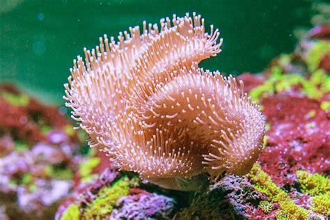 Toadstool Coral Care, Information, & Pictures - Build Your Aquarium