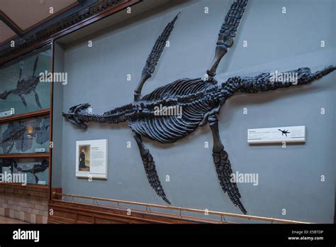 Skeleton of Pliosaur, Rhomaleosaurus cramptoni, Lower Jurassic, Kettlenes, Yorkshire, England ...