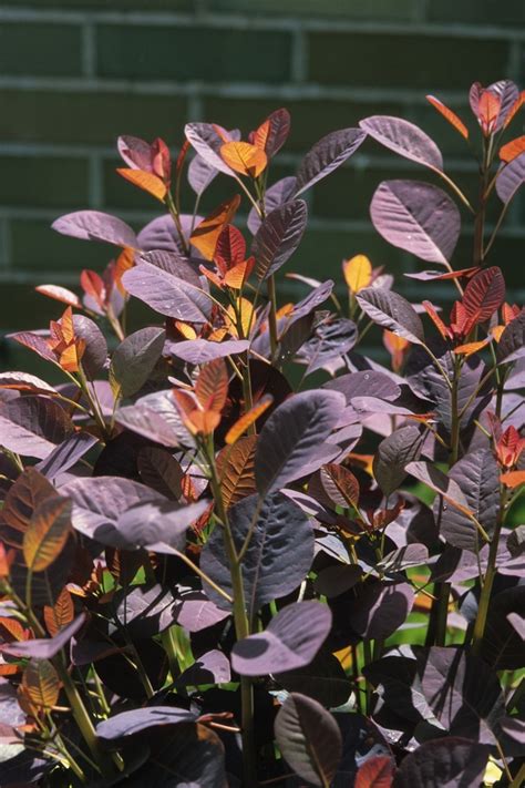 Cotinus coggygria 'Velvet Cloak' Smoke Bush | Garden Center Marketing