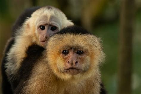 A Panamanian White-faced Capuchin Cebus Imitator with a Baby on Her ...