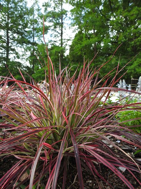 Best Ornamental Grasses