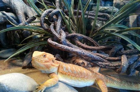 Bearded Dragon Indoors and Outdoor Housing