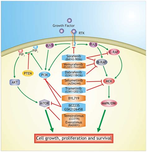 Emerging targeted therapies for melanoma treatment (Review)