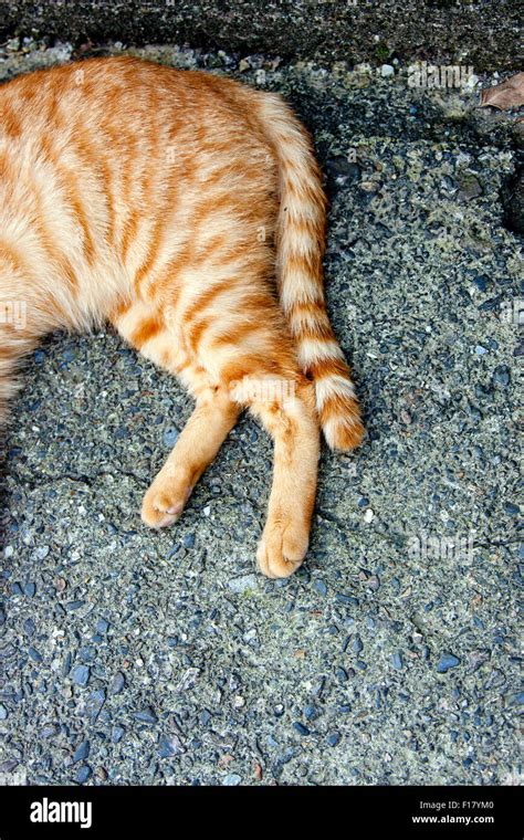 Cat stretch leg hi-res stock photography and images - Alamy