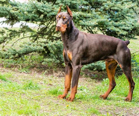 Doberman Pinscher brown. stock photo. Image of doberman - 55935948