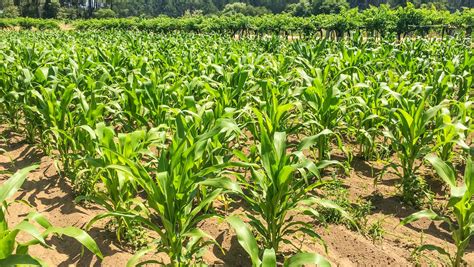 The Corn Revolution: Maize Cultivation Apush - Wave Tech Global