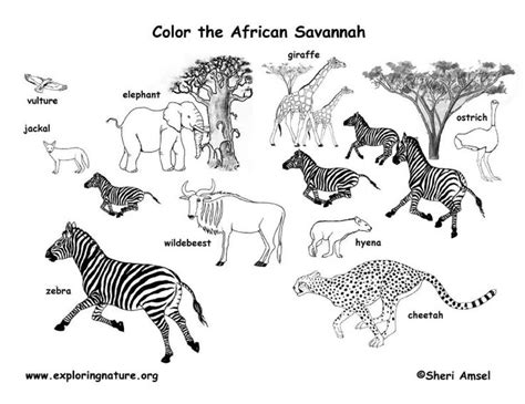 African animals #habitat #biome #savanna colouring page. Grassland ...