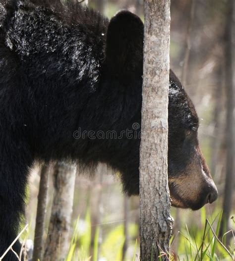 Black Bear Close Up stock photo. Image of north, canada - 269773570