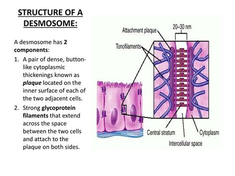 PPT - TRANSPORT ACROSS CELL MEMBRANE-1 (Guyton, 12 th Ed. (chapter 4): pg 45-56) PowerPoint ...