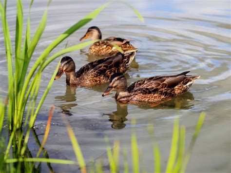 Wild Ducks In Garden Ponds - Tips For Attracting Ducks To Your Property