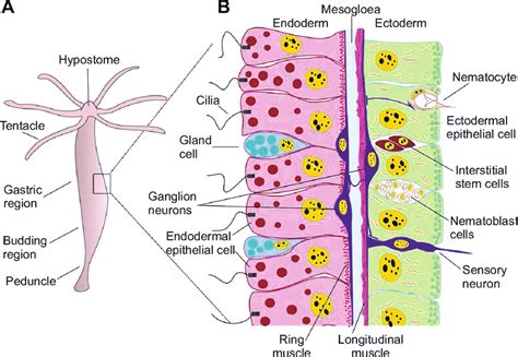 Anatomy of a hydrozoan polyp. (A) A Hydra polyp is a two-layered tube,... | Download Scientific ...