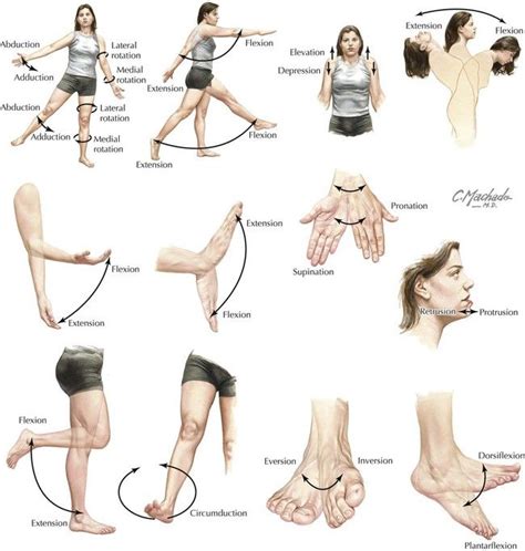 Image result for body movements | Anatomía de yoga, Anatomia y ...