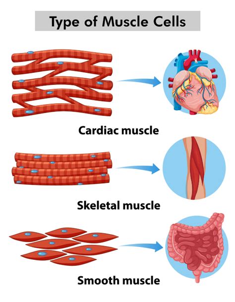 Muscular Tissue - Structure, Functions, Types and Characteristics ...