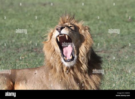 Yawning lion hi-res stock photography and images - Alamy