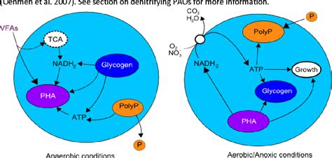 Figure 2 from Polyphosphate Accumulating Organisms – recent advances in ...