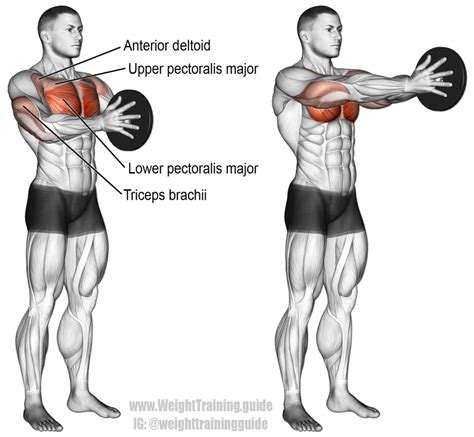 Svend press exercise instructions and video | Weight Training Guide | Chest workout routine ...