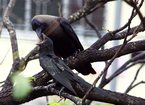 CROW FEEDING KOEL BABY | Smithsonian Photo Contest | Smithsonian Magazine