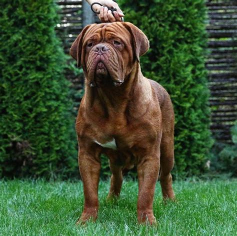 8 Largest Dog Breeds In The World | PetPress