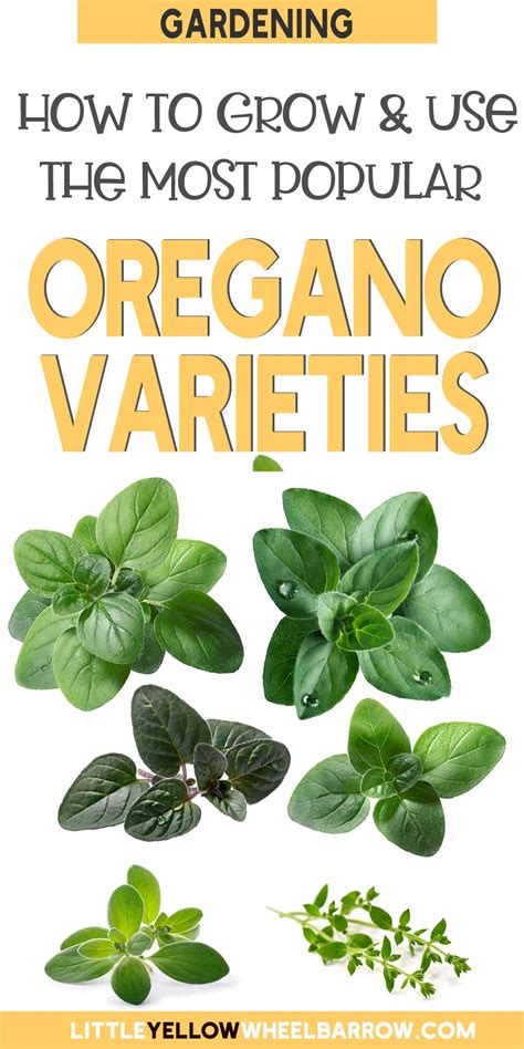 7 Types Of Oregano For Your Garden and Kitchens