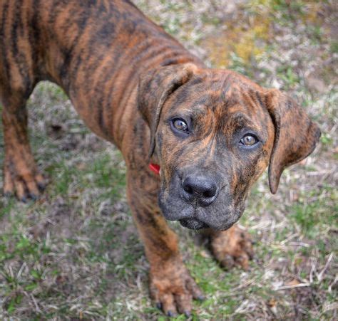 Brindle Boerboel Puppy (With images) | Boerboel, Puppies, Cute puppies