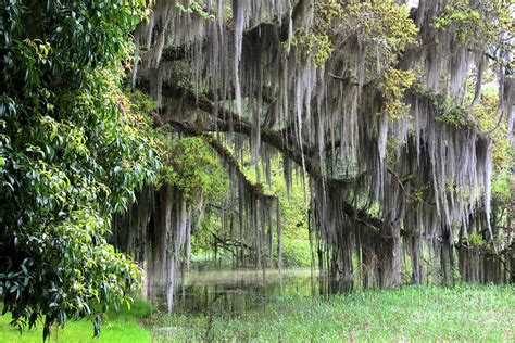 Spanish Moss Tree in Tallahassee Photograph by Carol Groenen - Pixels