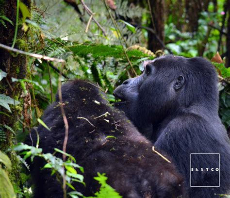 Silverback Gorilla and younger member of the family in Bwindi impenetrable forest. Credit ...