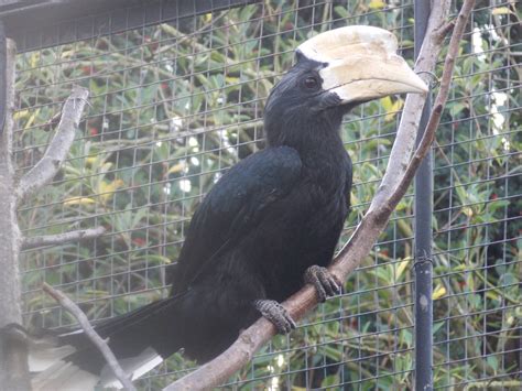 Male Black hornbill - ZooChat