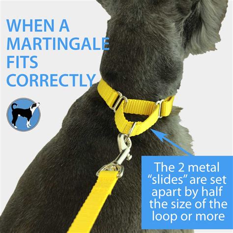 Martingale Collar Safety & Use - The Artful Canine Blog