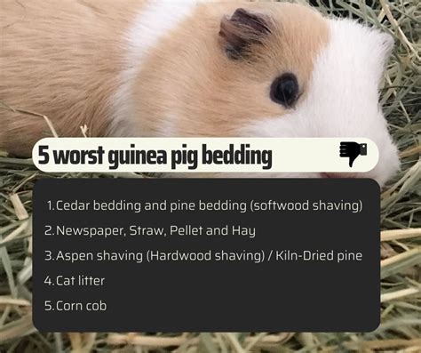 4 Best Guinea Pig Bedding - More Guinea Pigs