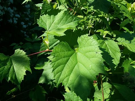 Harvesting and Using Wild Grape Leaves - The Sacred Hearth