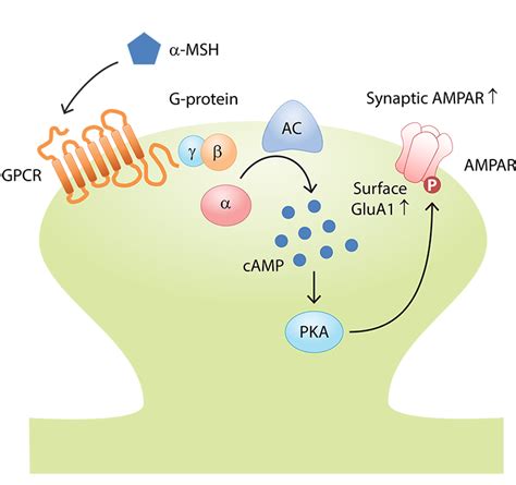 Ip Lab - Synaptic Plasticity & Memory Formation