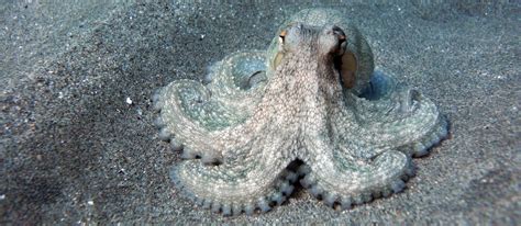 Most species of octopus have what color of blood?