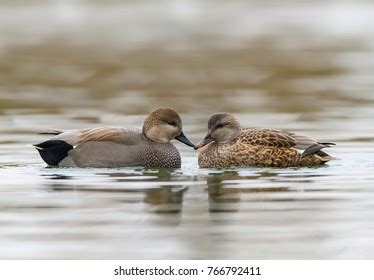 621 Female gadwall Images, Stock Photos & Vectors | Shutterstock