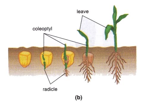 Early Growth Germination And Embryo Development Process On Plant ~ New Science Biology