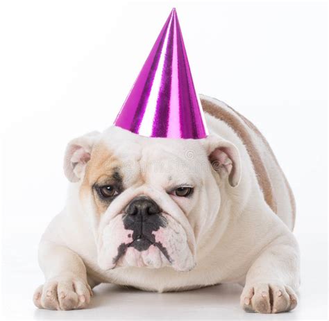 1,782 Dog Wearing Birthday Hat Stock Photos - Free & Royalty-Free Stock ...