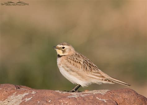 Female Horned Lark and the moon setting over the Stansbury Mountains ...